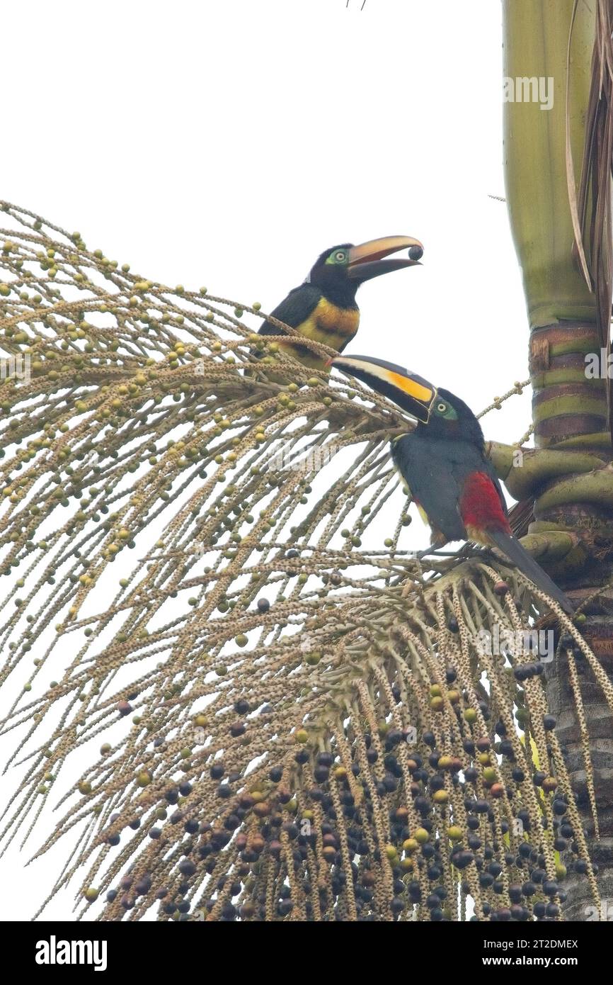 Un paio di Aracaris (Pteroglossus pluricinctus), che si nutrono di palma da dattero, Mitu, Colombia. Foto Stock