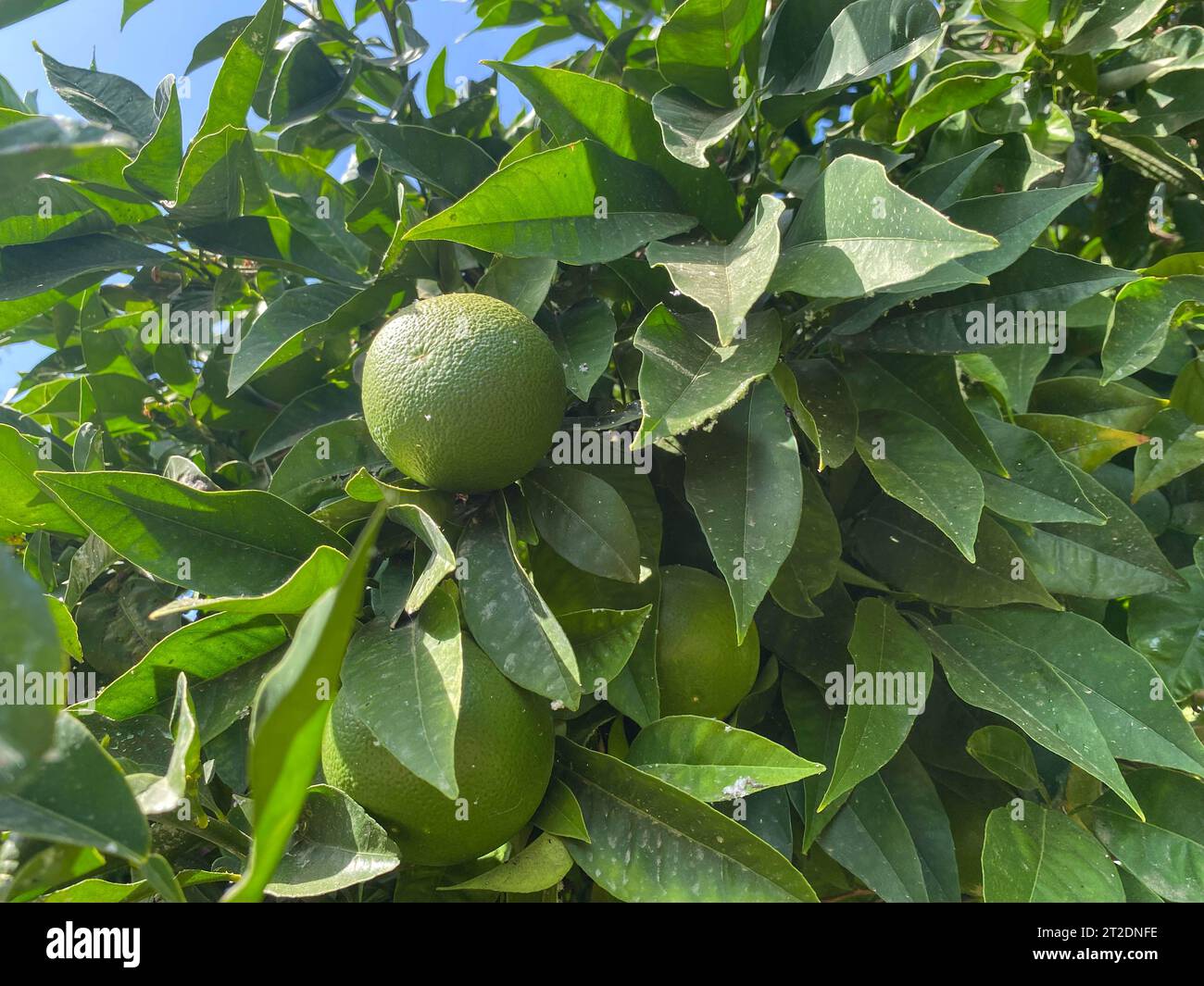 Paradiso naturale verde bellissimo e gustoso arancio rotondo, agrumi, mandarini o pompelmo su un ramo d'albero in un caldo paese tropicale, resort. Foto Stock