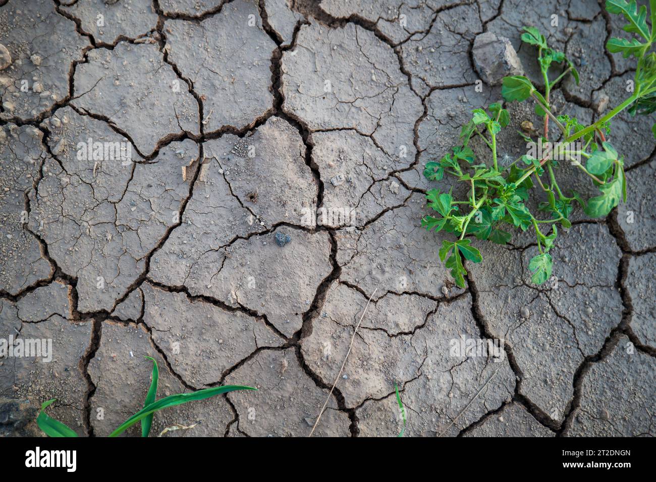 Terreno agricolo incrinato dalla siccità estiva con piante verdi che crescono fuori dal terreno. Primo piano, niente persone. Foto Stock