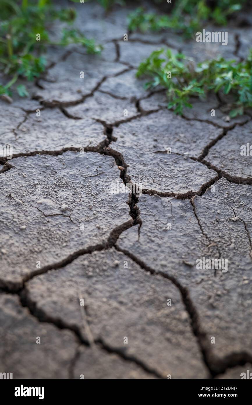 Terreno agricolo incrinato dalla siccità estiva con piante verdi che crescono fuori dal terreno. Primo piano, niente persone. Foto Stock