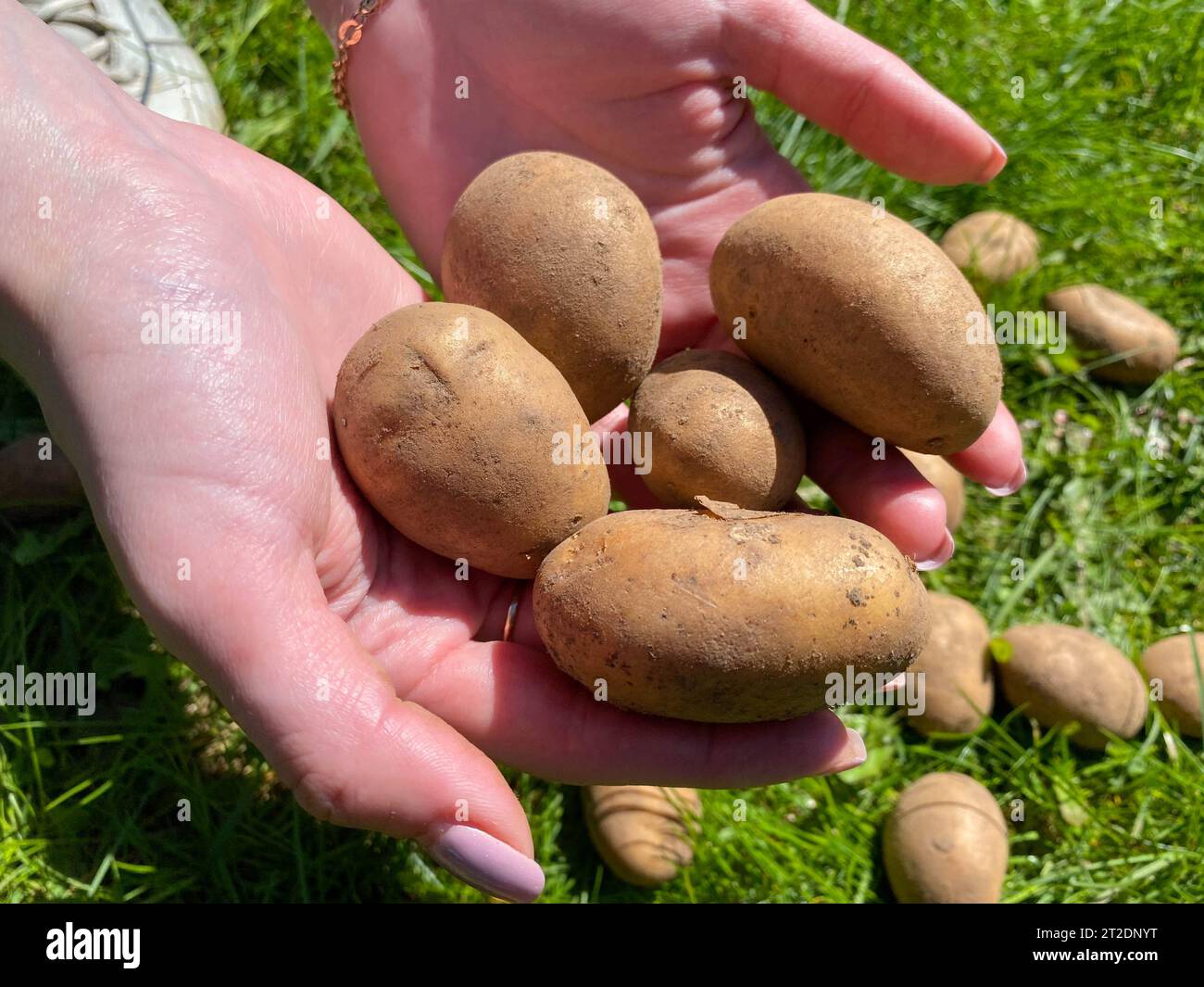Le mani femminili sono in possesso di giallo naturale bello maturo gustoso sano amido di patate fresco nel terreno. Lo sfondo. Foto Stock