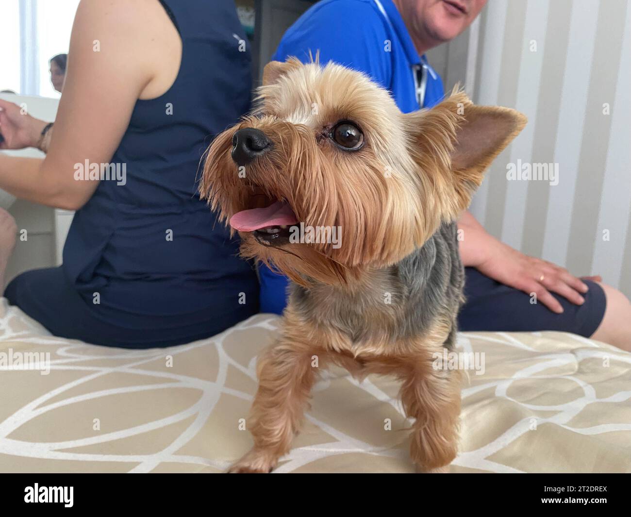 Piccolo bel cane morbido e gentile, Yorkshire Terrier domestico con un volto gioioso con grandi occhi neri e una lingua allungata. Foto Stock