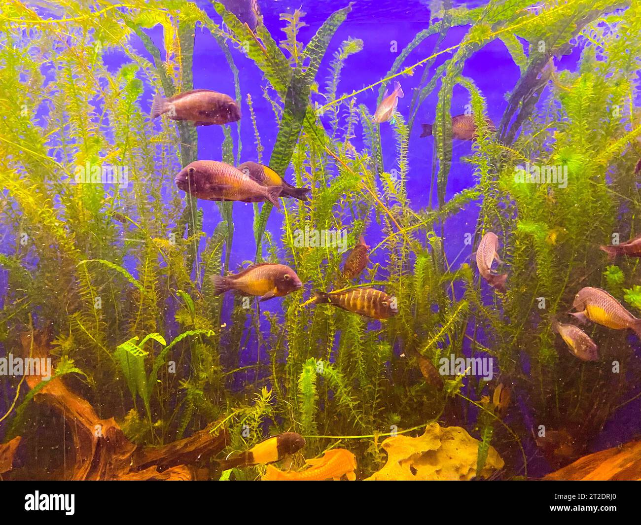 piccoli pesci rossi con pinne e coda nuotano lungo il fondo dell'acquario. i pesci soffiano bolle nell'acqua. nelle vicinanze alghe verdi e piante. Foto Stock