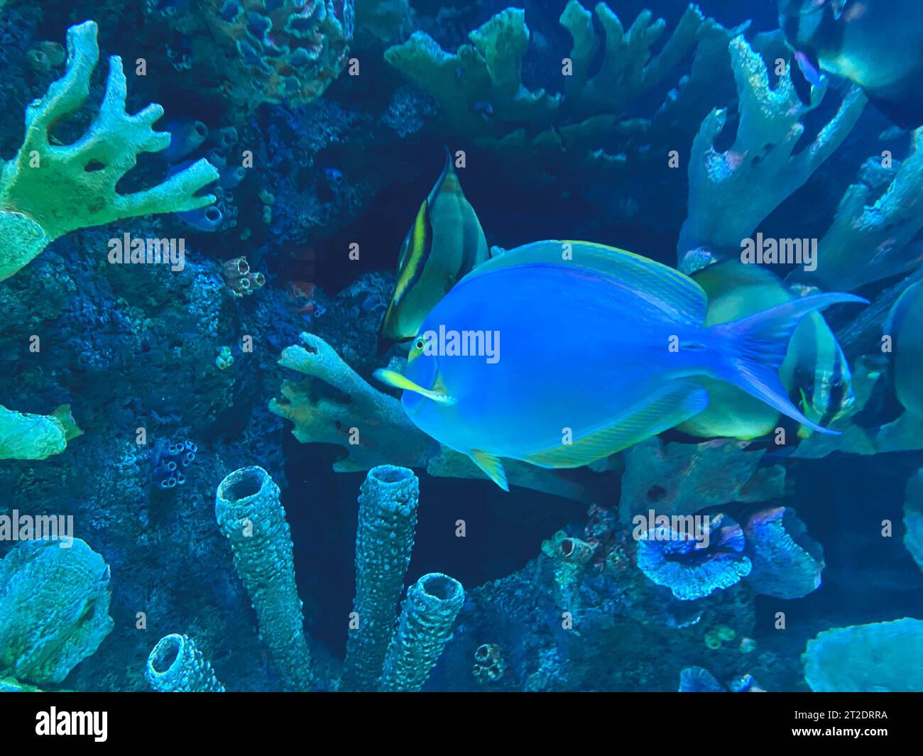 sea ​​bottom. pesci esotici, colorati e a strisce nuotano nell'acqua. incredibile mondo sottomarino. guardare i pesci nell'acquario. nell'abitudine naturale dell'animale Foto Stock