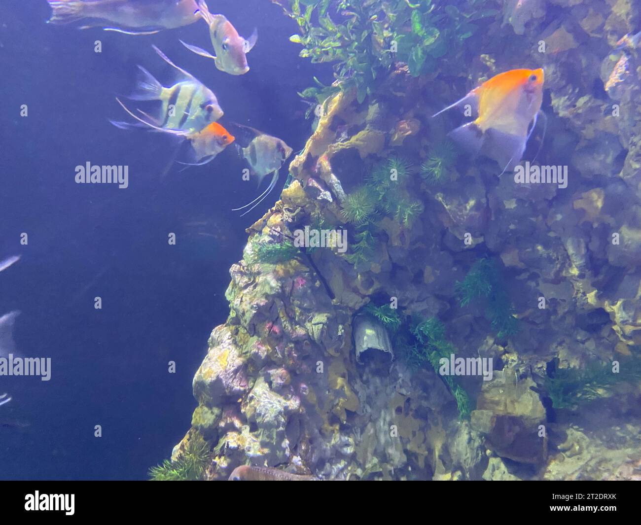 C'è un sacco di pesci Aquarium su uno sfondo scuro. Gymnocorymbus ternetzi. Colori luminosi e luminosi. Esotico Glo Tetra Fish (pesce glò fluorescente), pagliaccio al neon Foto Stock