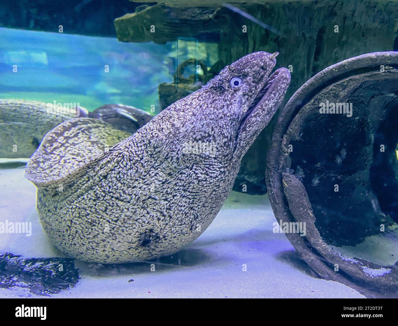 osservazione della vita dei pesci nell'acquario. anguilla bianca con puntini neri vicino al serpente. pesce scivoloso che sembra un serpente. anguilla in un acquario Foto Stock