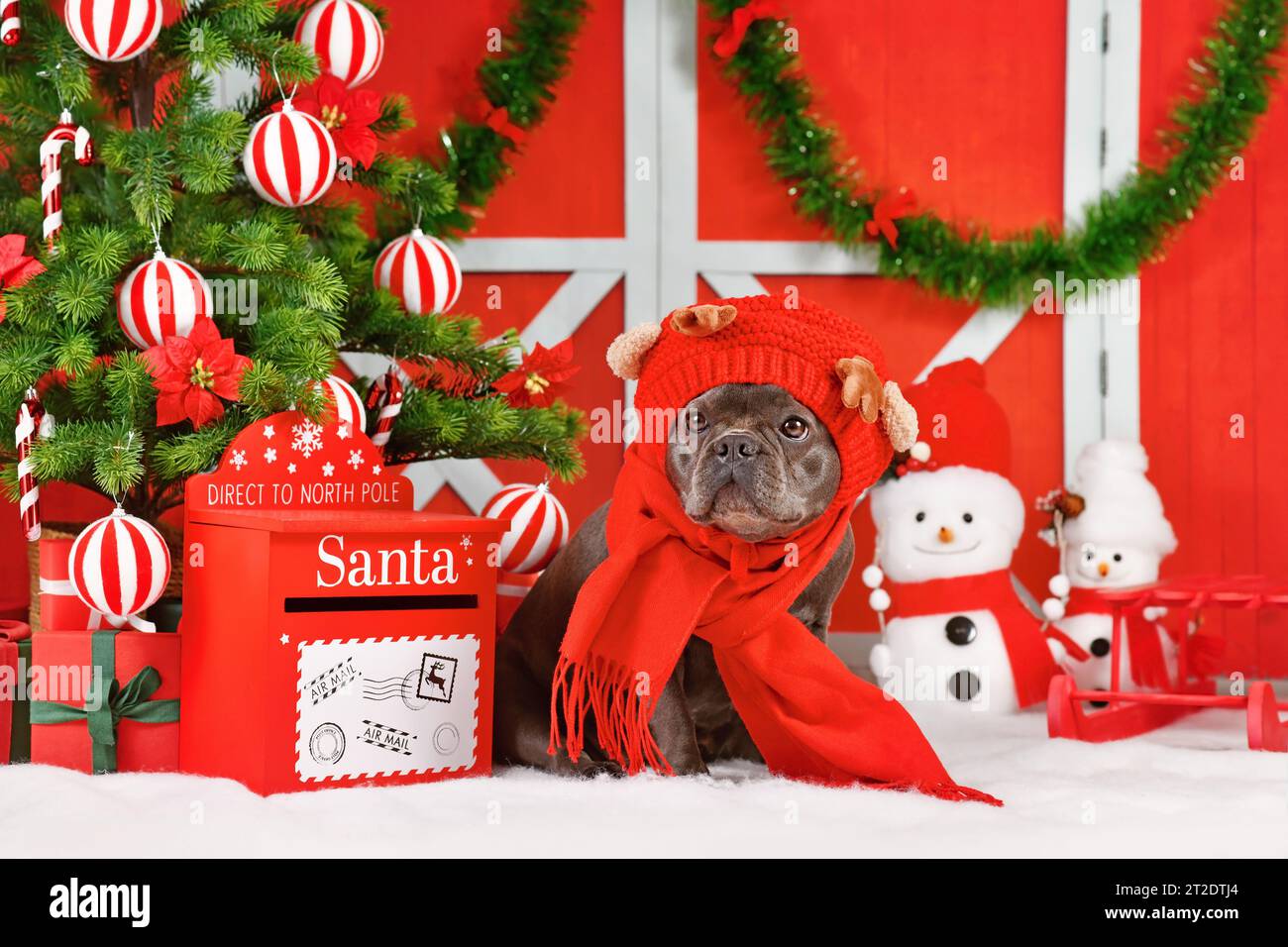 Grazioso cane Bulldog francese con sciarpa rossa e cappello di renna tra le decorazioni natalizie Foto Stock