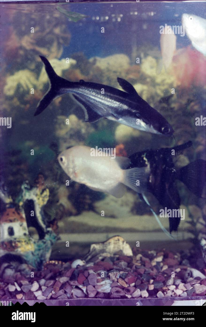 Un acquario è un vivarium di qualsiasi dimensione avente almeno un lato trasparente in cui sono tenute ed esposte piante o animali acquatici. I pescatori utilizzano l'acquaria per tenere pesci, invertebrati, anfibi, rettili acquatici, come le tartarughe, e piante acquatiche. Foto Stock