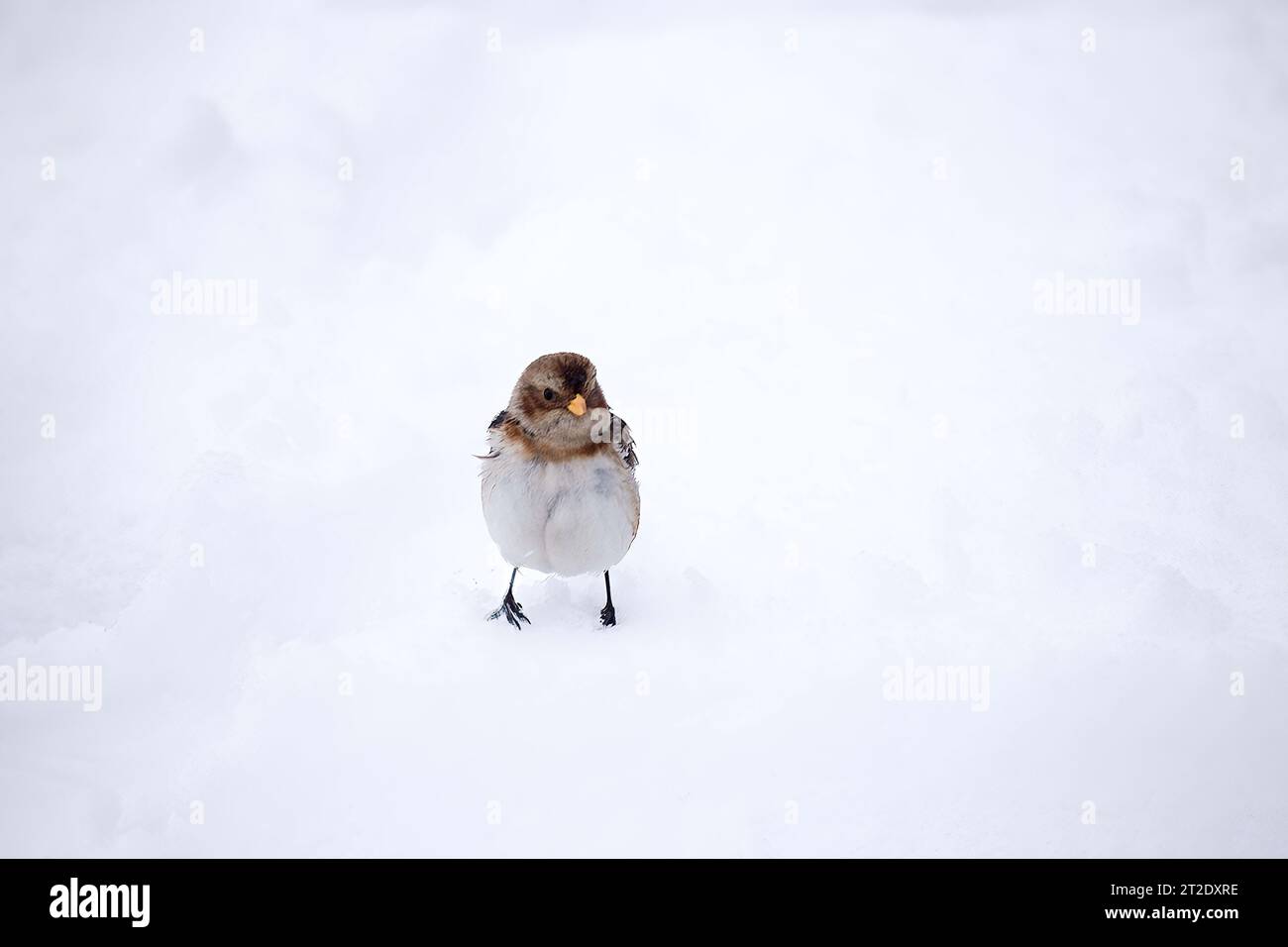 Tutta sola nel mondo freddo Foto Stock