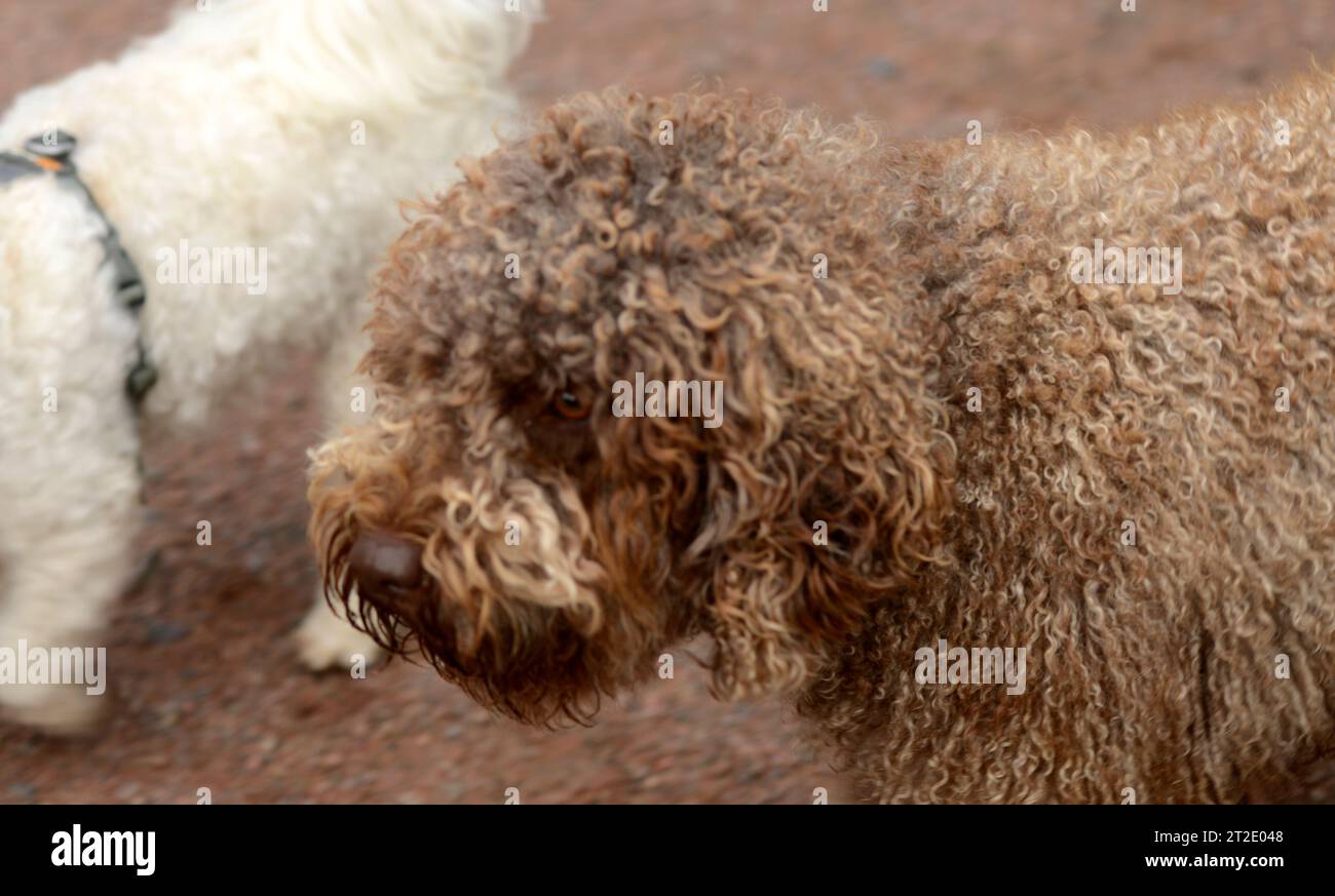 Dogg - Perro de agua español Foto Stock