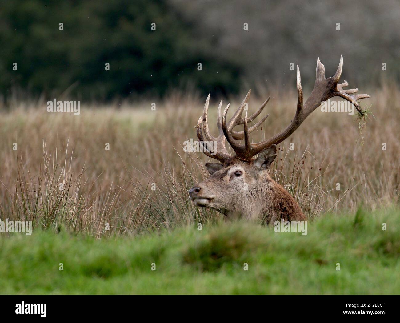 Maschio dei cervi rossi Foto Stock