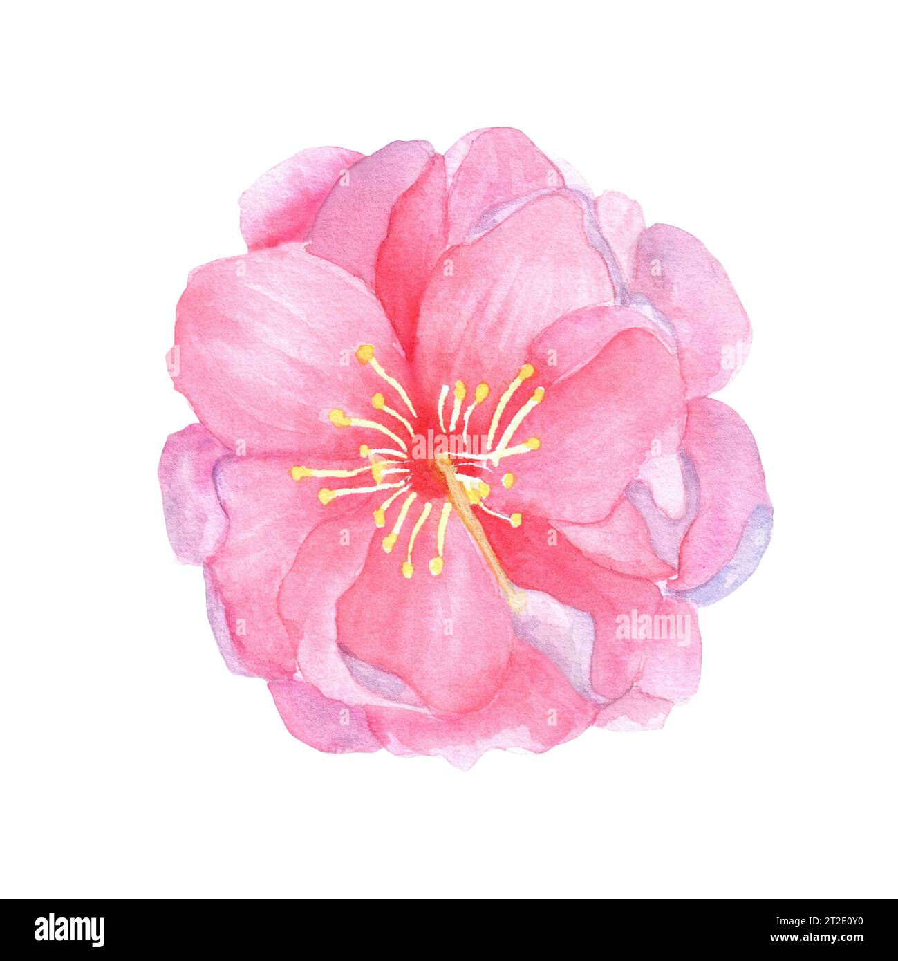Illustrazione ad acquerello disegnata a mano. Splendido fiore rosa di ciliegio sakura per lavori di design. Foto Stock