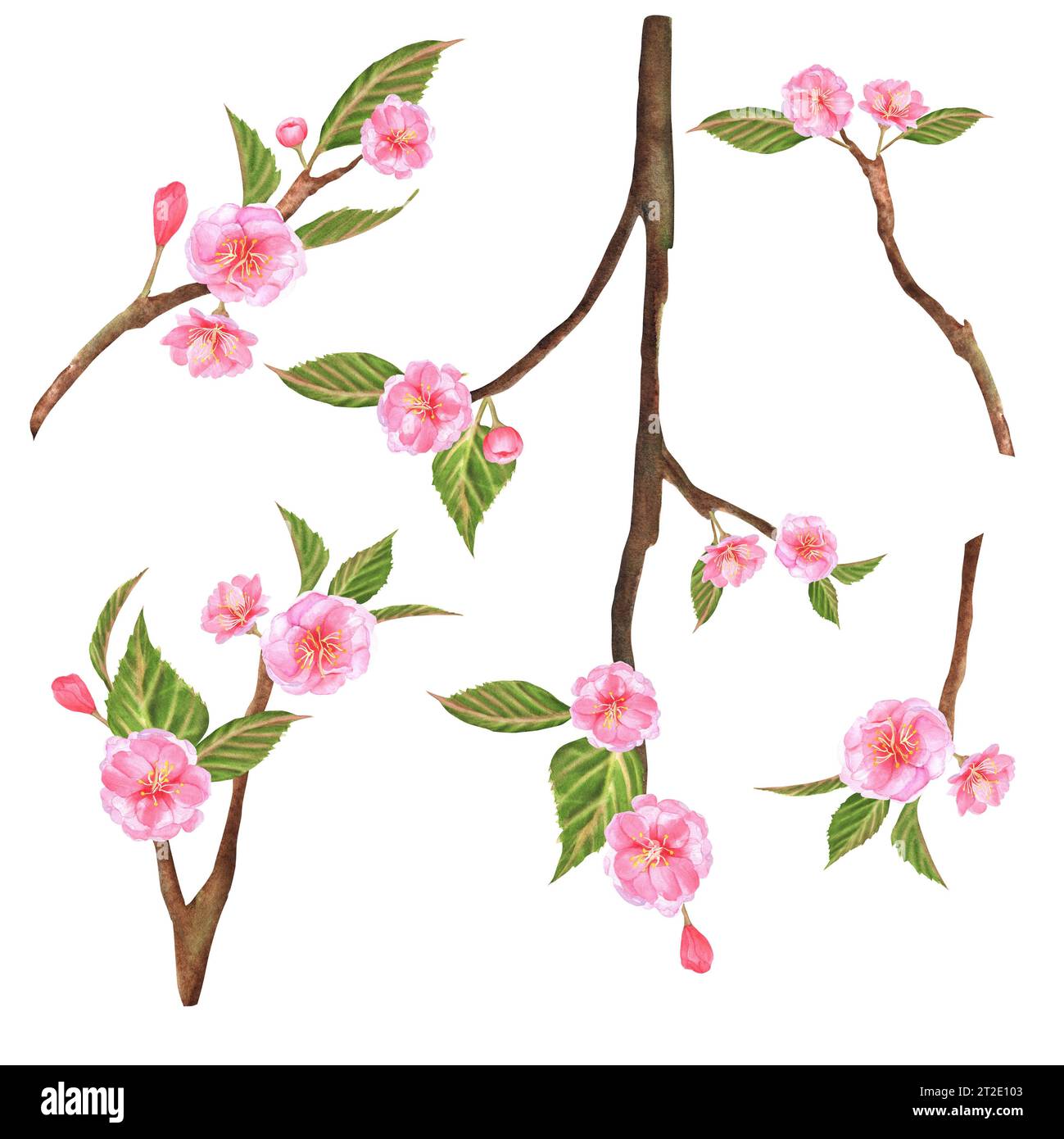 Illustrazioni ad acquerello disegnate a mano. Rami Sakura con fiori rosa e foglie verdi. Foto Stock