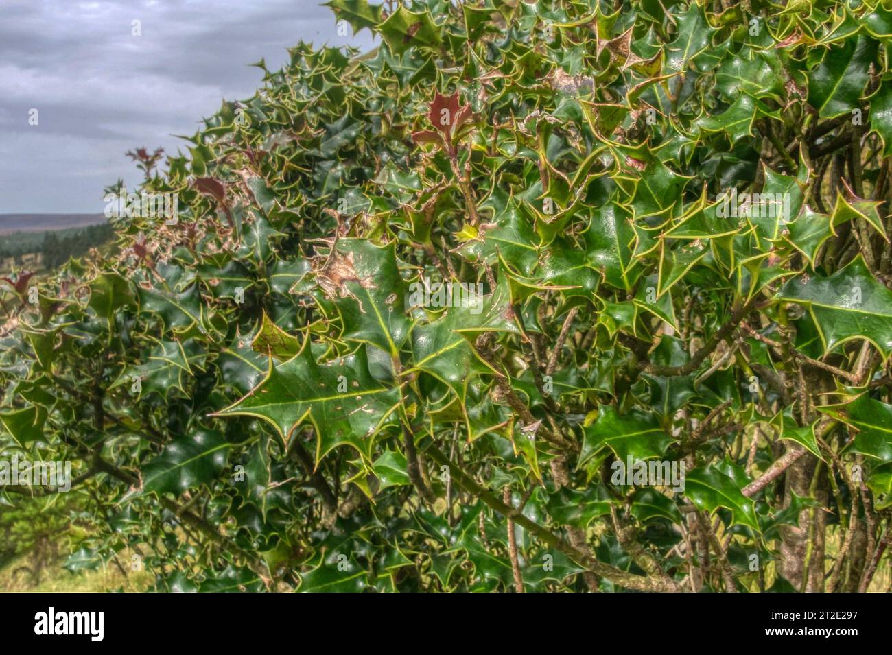 orecchie da pungere Foto Stock