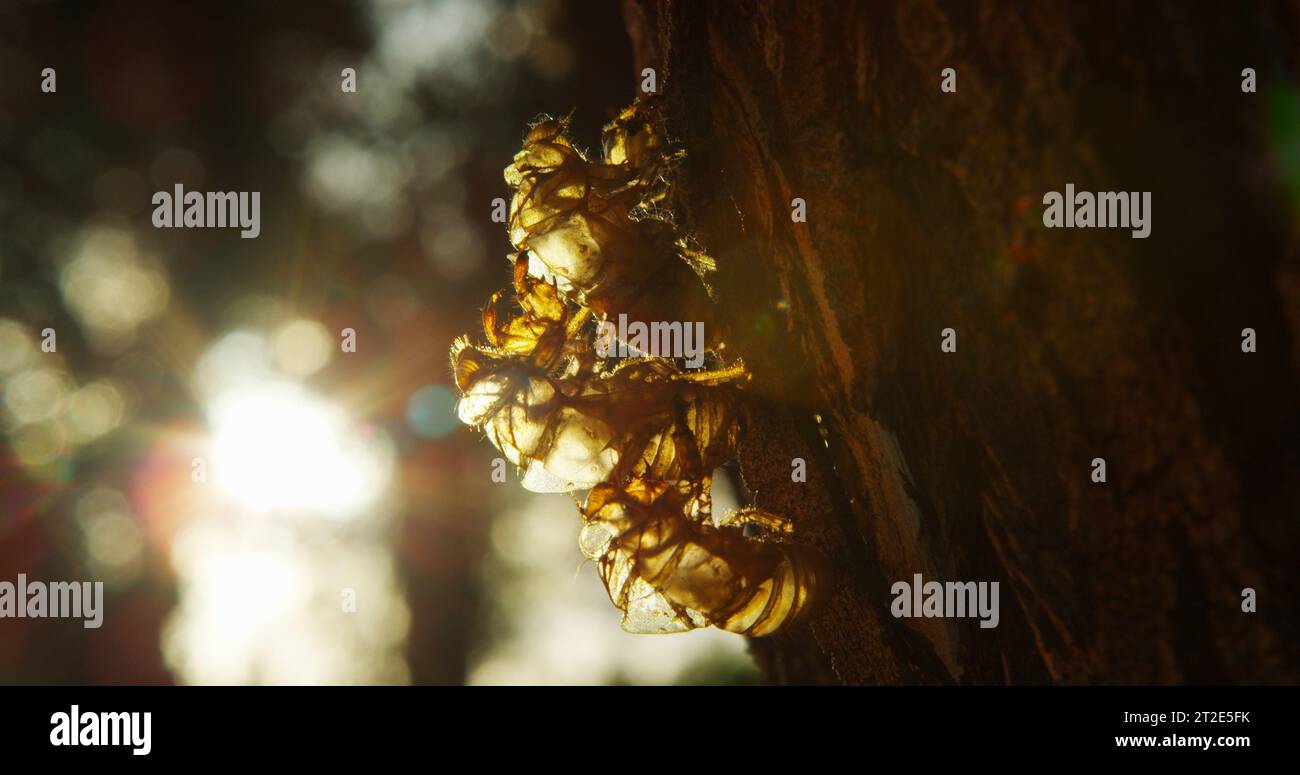 Trio di zecche di esoscheletro di cicada appena sfornate si aggrappano alla corteccia di un albero di frassino con il bellissimo sole autunnale che splende tra gli alberi. Foto Stock
