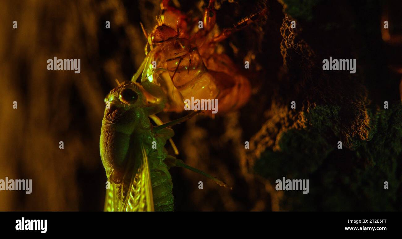 La ninfa di cicada molita si aggrappa al suo esoscheletro appena versato e inizia il suo breve ciclo di vita da adulto. Foto Stock