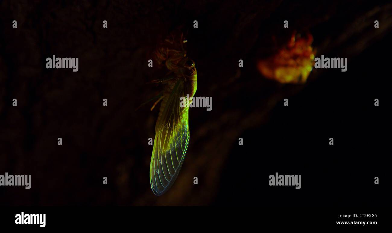 La ninfa di cicada molita si aggrappa alla sua pelle/esoscheletro appena sfornato per iniziare il suo breve ciclo di vita da adulto. Foto Stock