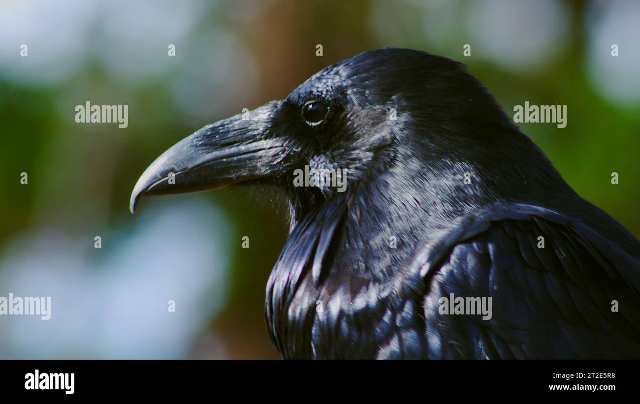 Affascinante corvo solitario che attende pazientemente in tribunale e ottiene il favore del suo compagno che è a portata di mano. Foto Stock