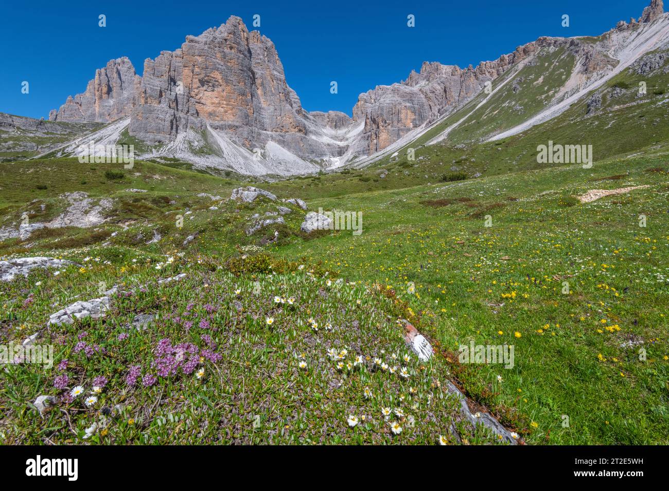 Rilassante scenario naturale in un alto prato alpino in piena fioritura. Fiori di montagna nel prato erboso delle Dolomiti italiane. Foto Stock