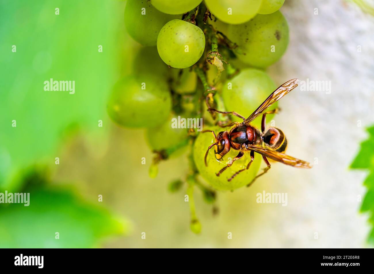Il calabrone giallo (nome latino Vespa Crabro) sta mangiando frutta d'uva in vigna. Vista macro ravvicinata dell'insetto. Foto Stock