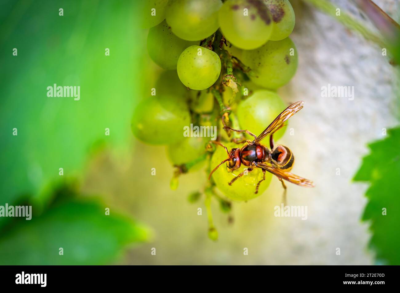Il calabrone giallo (nome latino Vespa Crabro) sta mangiando frutta d'uva in vigna. Vista macro ravvicinata dell'insetto. Foto Stock
