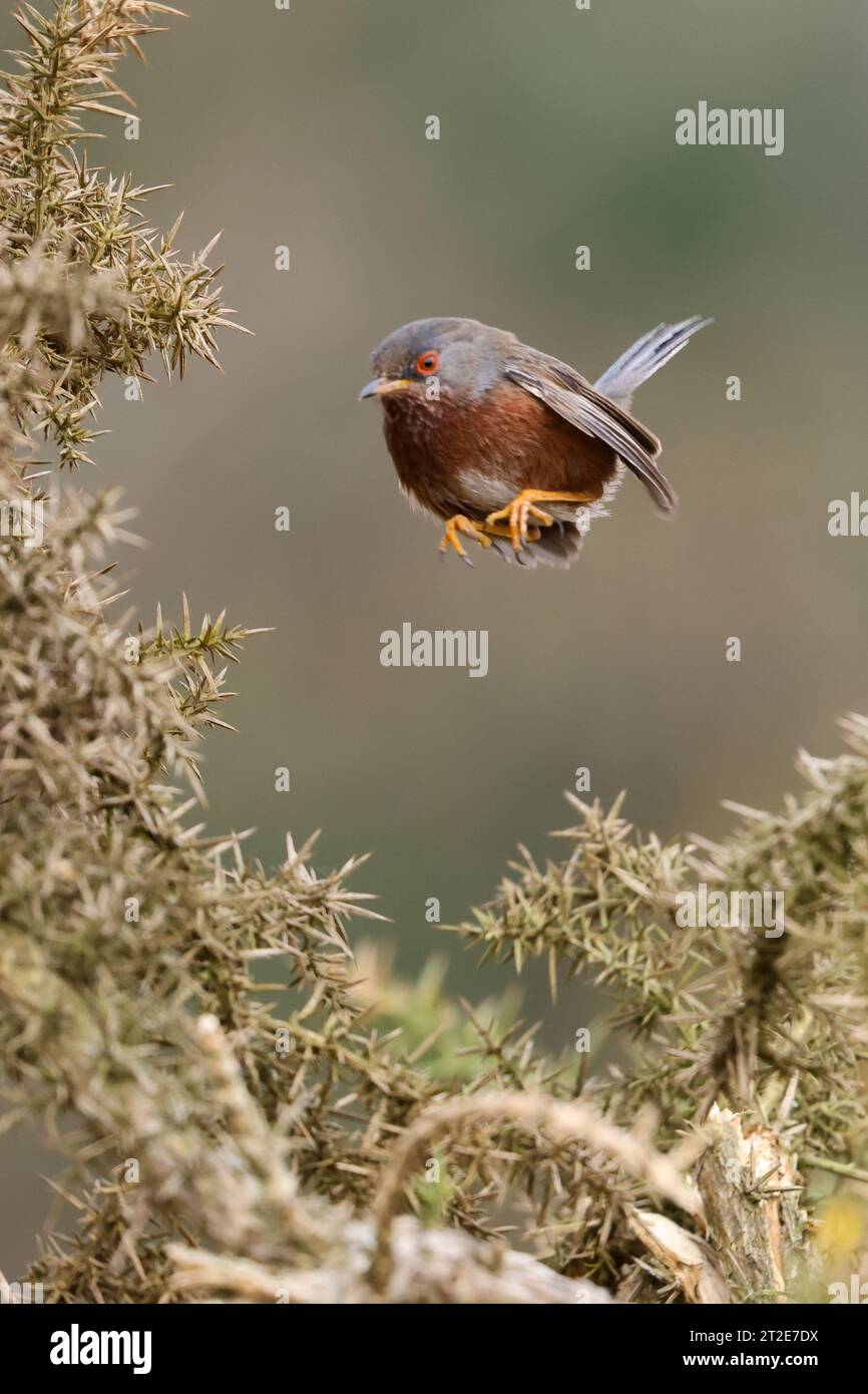 La parula si libra meravigliosamente nell'aria SURREY, INGHILTERRA, sono state catturate LE IMMAGINI di una parula di dartford che si libra nell'aria come un colibrì. IMA Foto Stock
