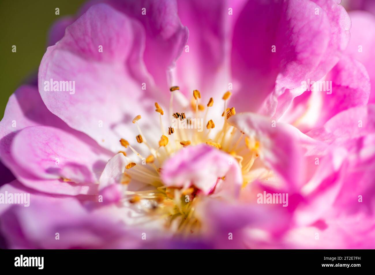 Vista macro dettagliata della fioritura delle rose, concetto di fiore in giardino Foto Stock
