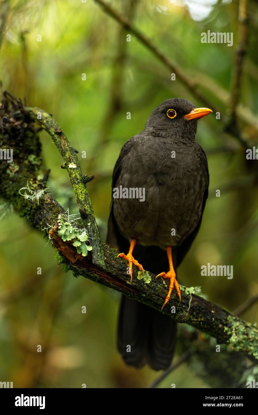 Grande spugna (Turdus fuscater) trovata in Colombia, Ecuador, Perù, Venezuela e Bolivia - foto ufficiale Foto Stock