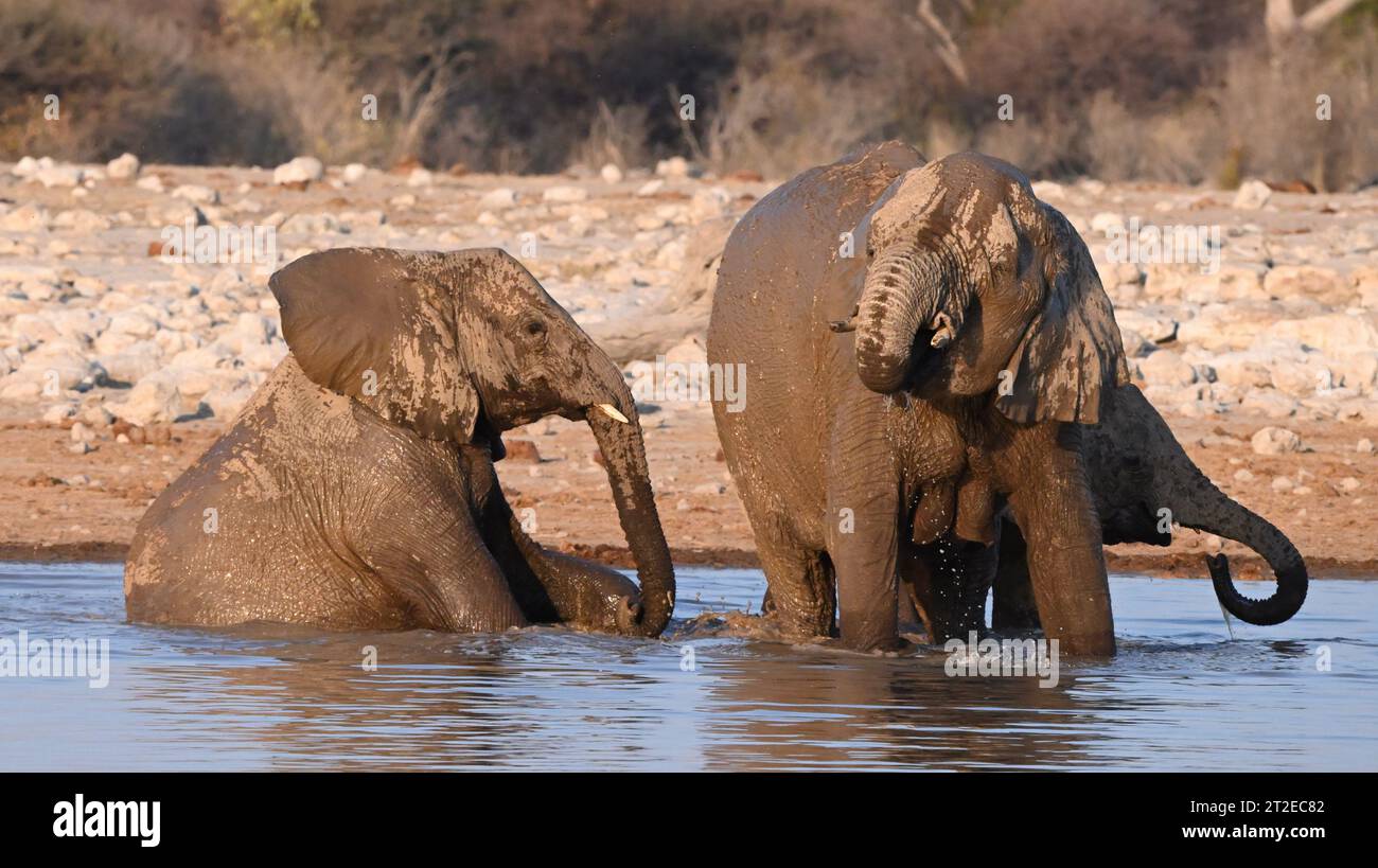 Elefante seduto in un pozzo d'acqua a fare un bagno insieme ad altri due elefanti che bevono Foto Stock