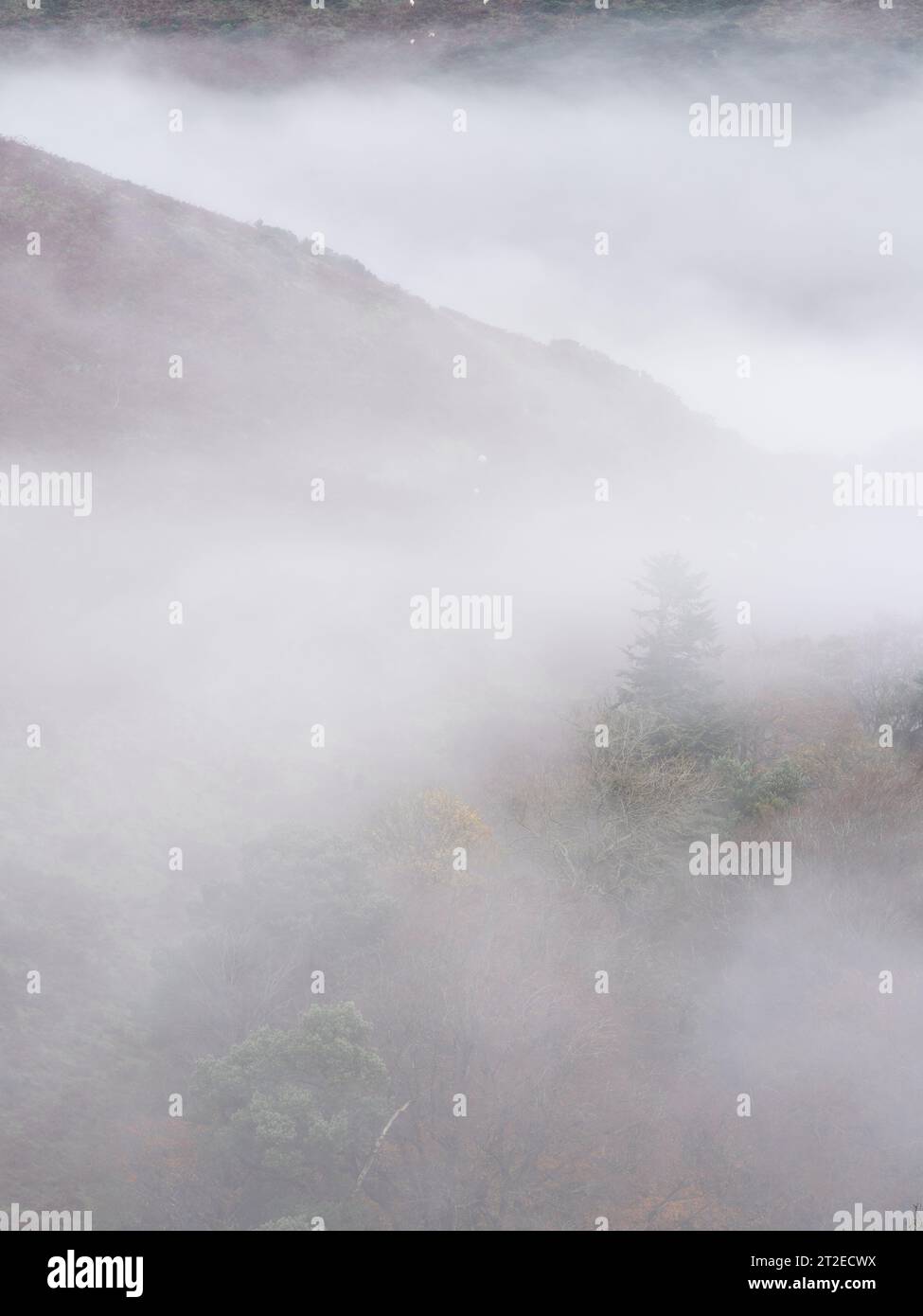Condizioni nebulose nel bosco sui ripidi pendii del Long Mynd vicino a Church Stretton nello Shropshire, Regno Unito Foto Stock