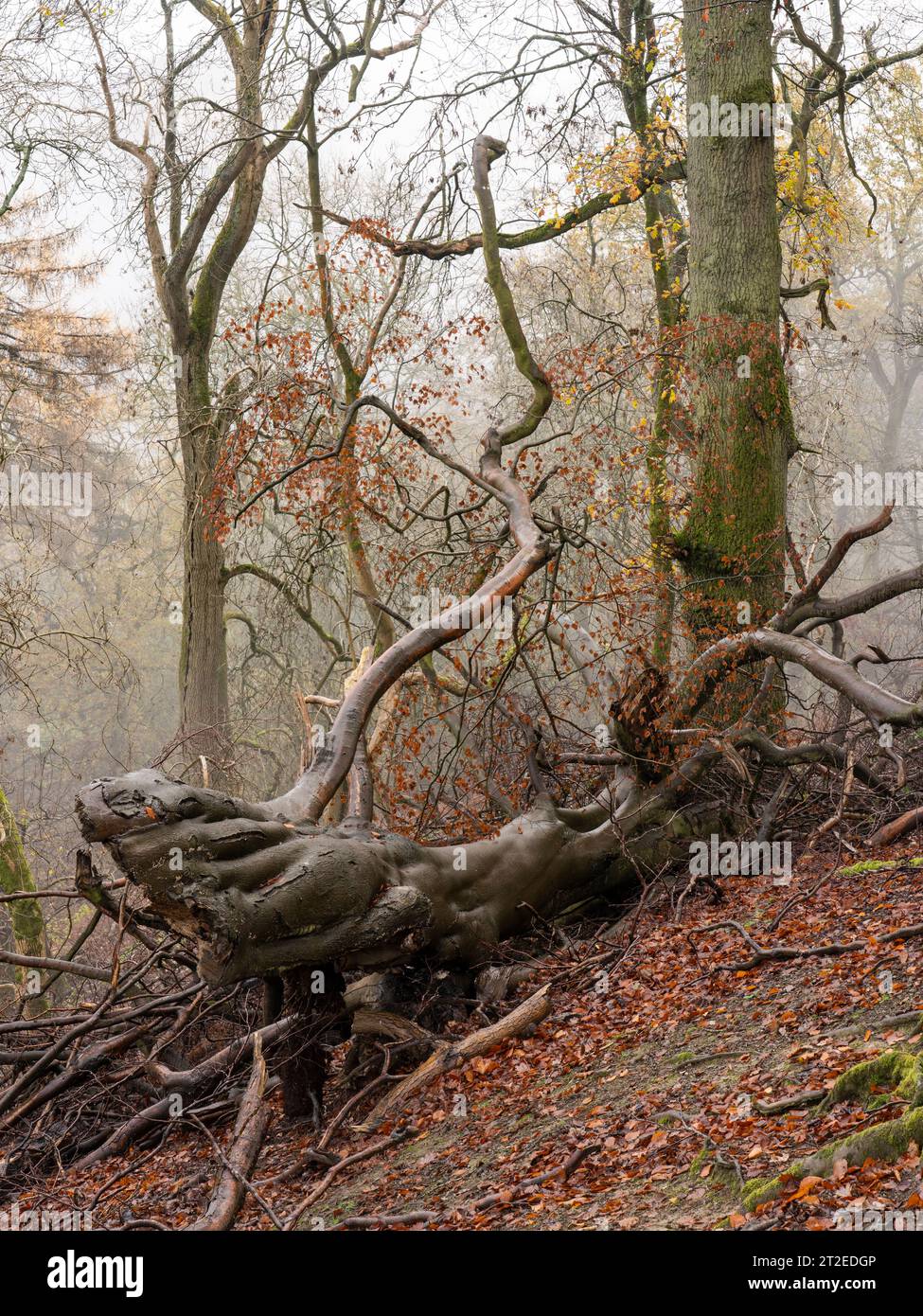 Condizioni nebulose nel bosco sui ripidi pendii del Long Mynd vicino a Church Stretton nello Shropshire, Regno Unito Foto Stock