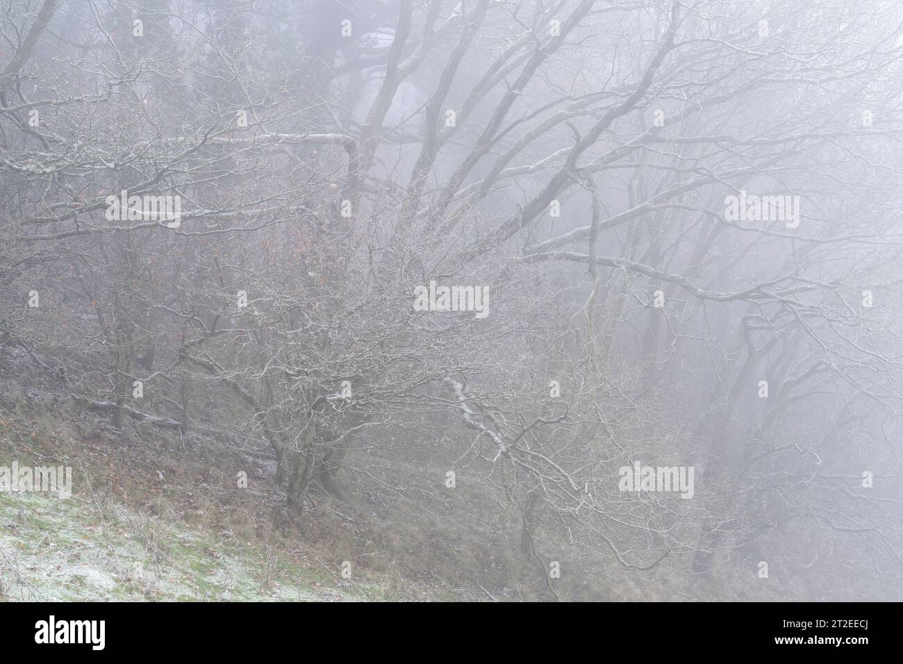 Condizioni invernali nei boschi naturali di View Edge, Craven Arms, Shropshire, Regno Unito Foto Stock