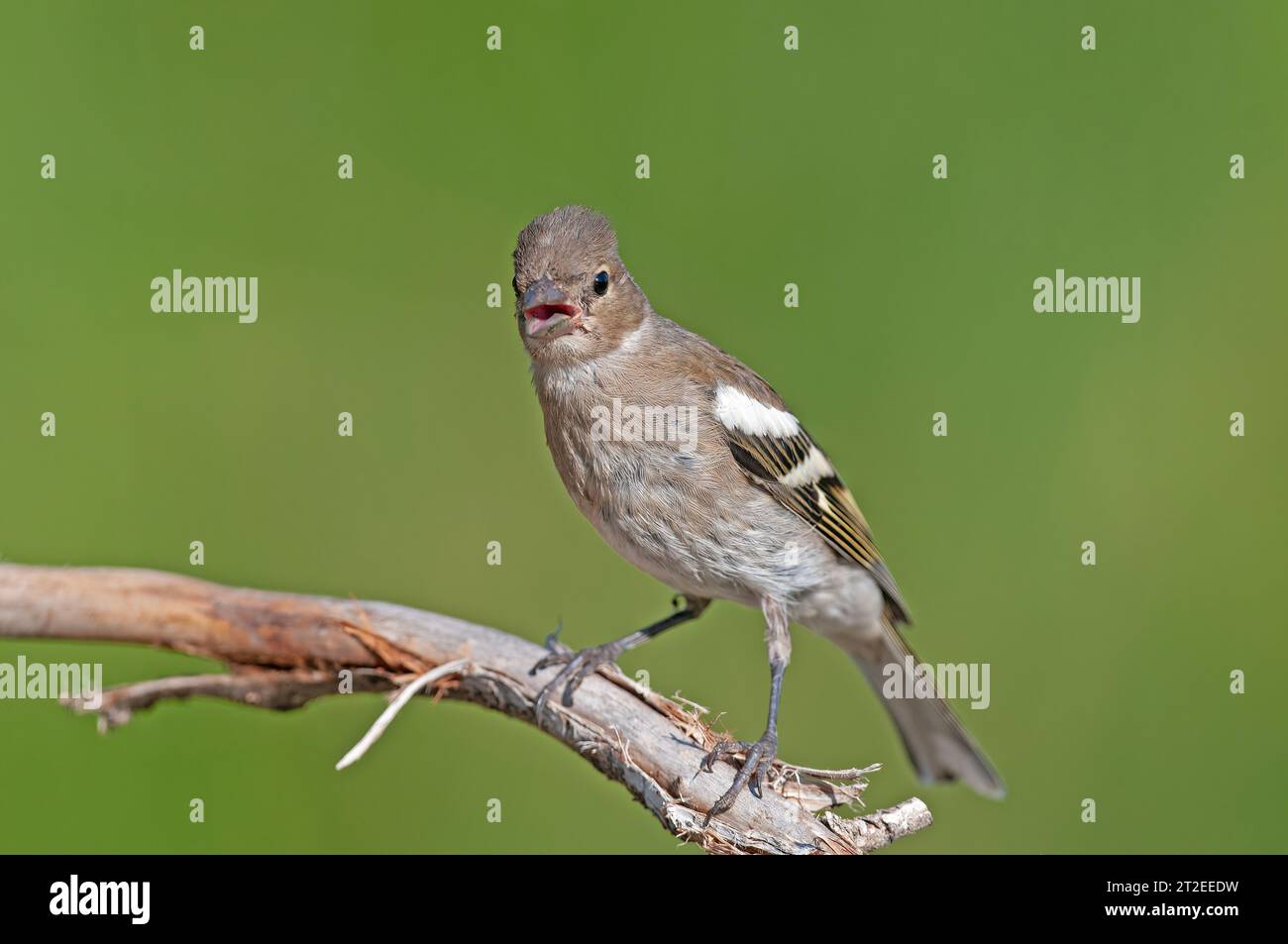 Affinch comune femmina (Fringilla coelebs) su un ramo. Foto Stock