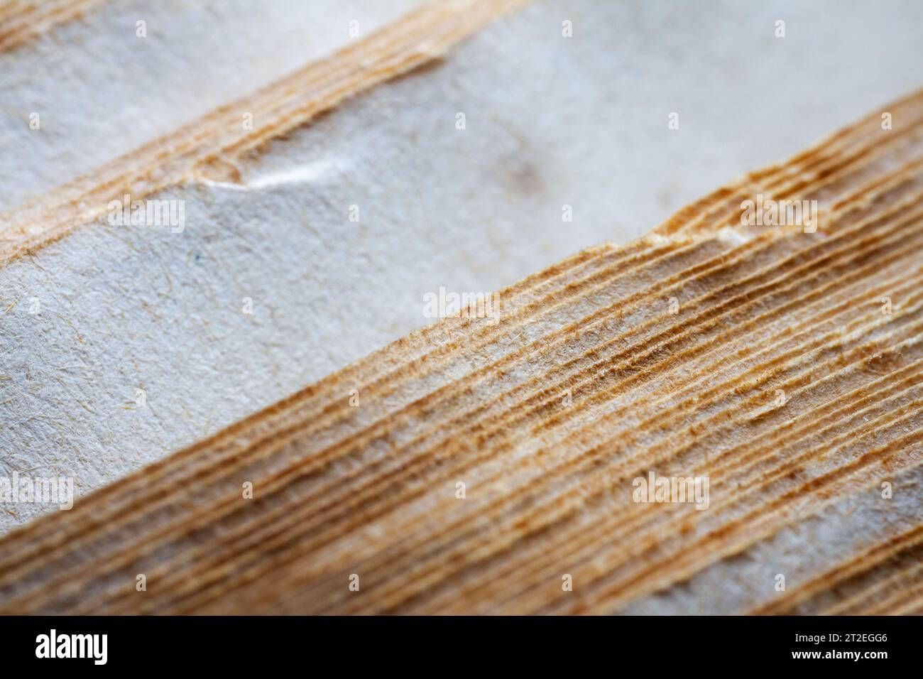Primo piano estremo di un vecchio libro dal lato. Messa a fuoco morbida selettiva, profondità di campo ridotta. Bibliophile, sfondo astratto di bookworm Foto Stock