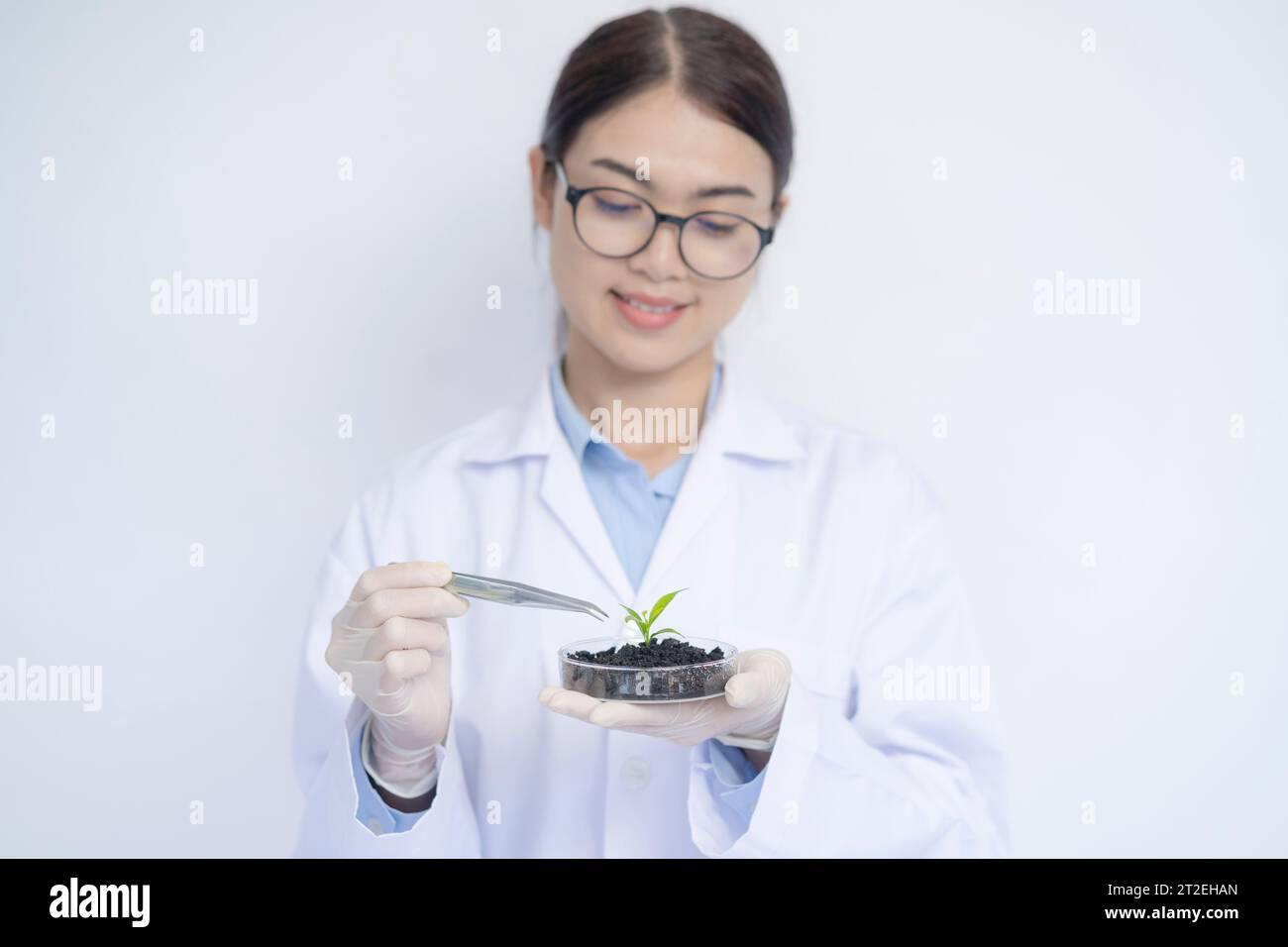 Scienziata donna in laboratorio, laboratorio genetico. I campioni di piante sono stati analizzati in laboratorio da biotecnologie. Foto Stock