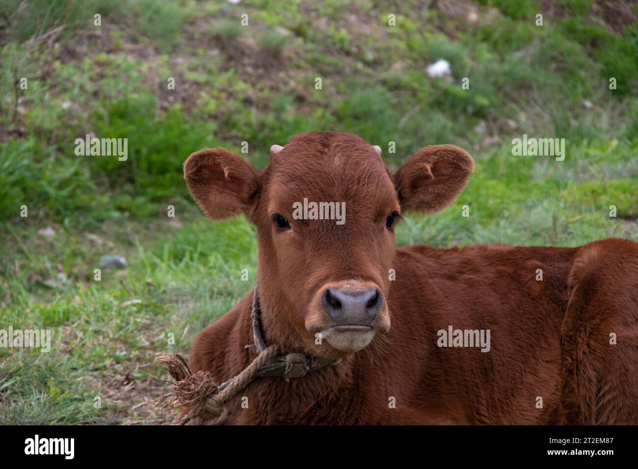 Un vitello marrone disteso sull'erba. Etichette gialle del proprietario nelle orecchie della mucca. Un vitello legato da una corda. Pascolo del bestiame. Allevamento di bovini Foto Stock