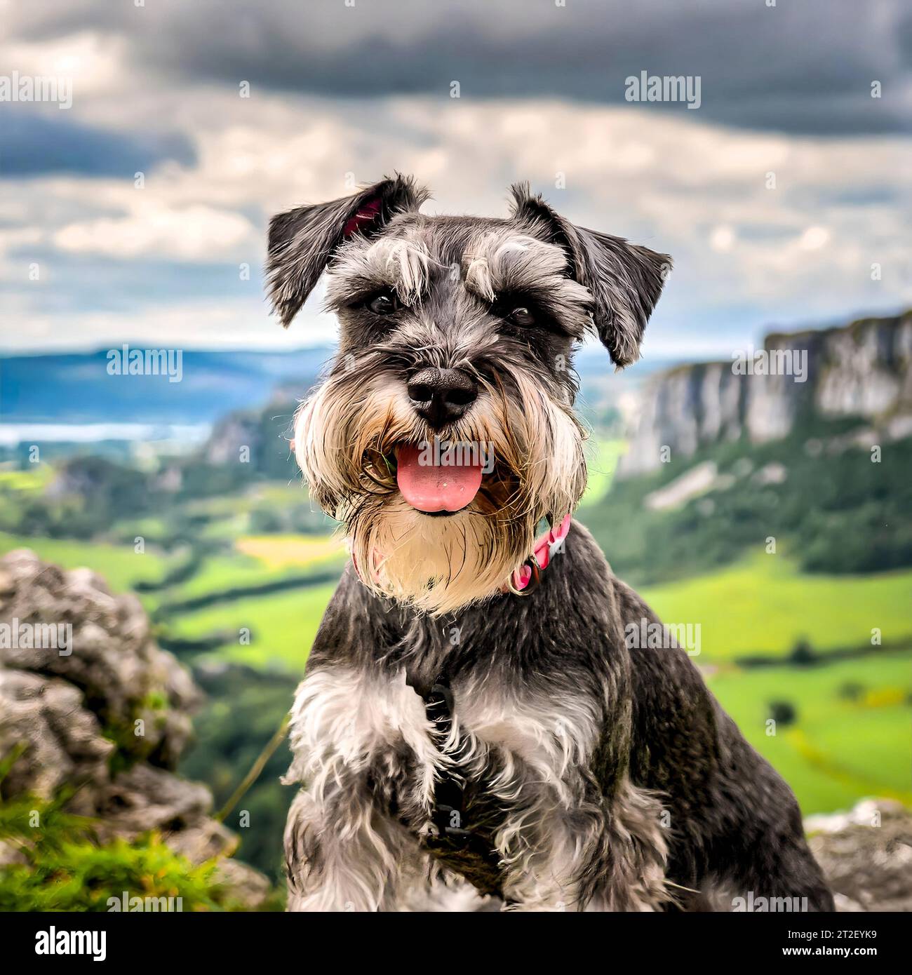 Ritratto di uno schnauzer in miniatura davanti a un paesaggio naturale Foto Stock