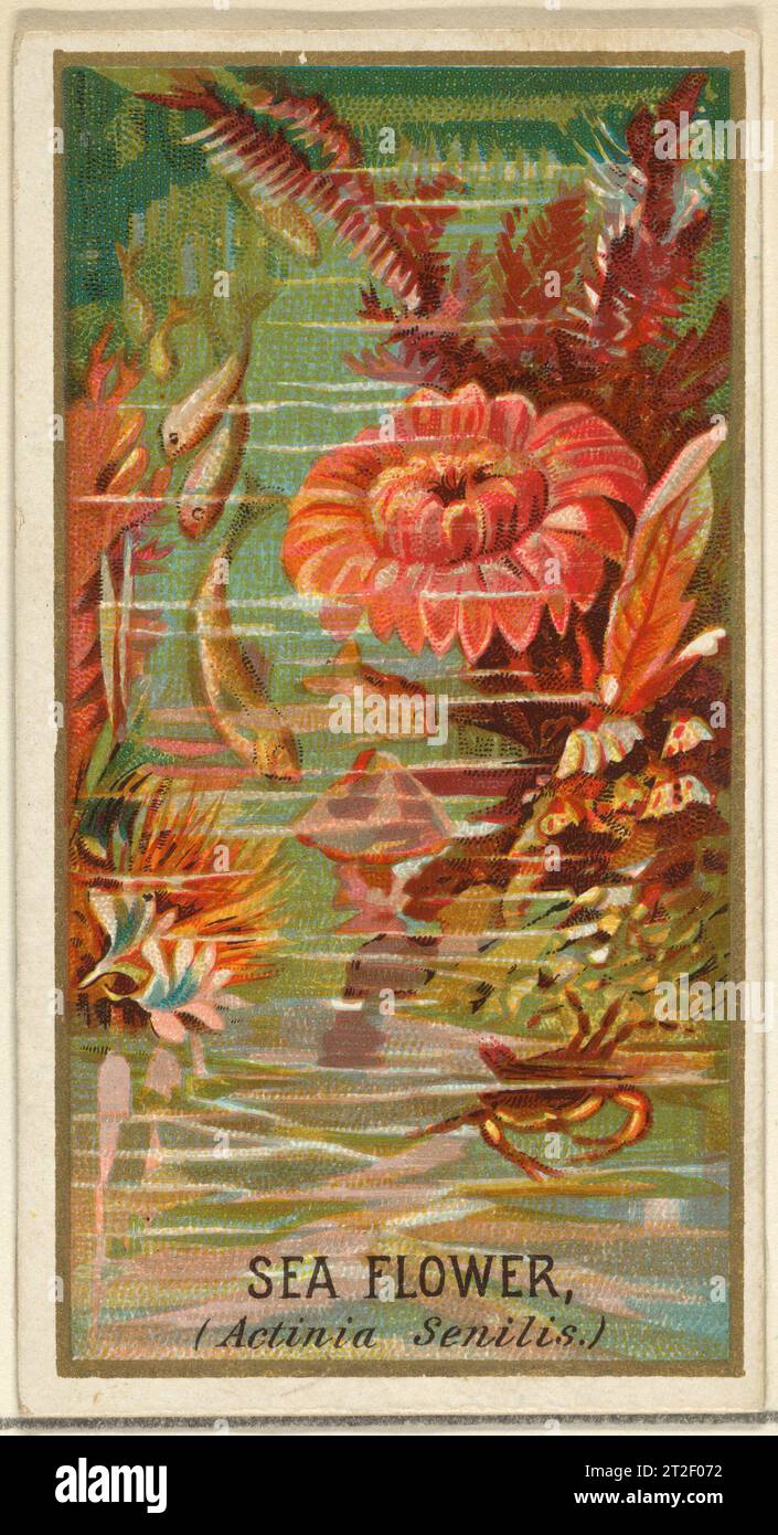 Sea Flower (Actinia senilis), dalla serie Flowers per le sigarette Old Judge emesse dalla Goodwin & Company Printer George S. Harris & Sons American 1890 la serie di carte da scambio "Flowers" (N164) fu emessa dalla Goodwin & Company nel 1890 per promuovere le sigarette Old Judge. Il Metropolitan Museum of Art possiede tutte le 50 carte della serie. Foto Stock