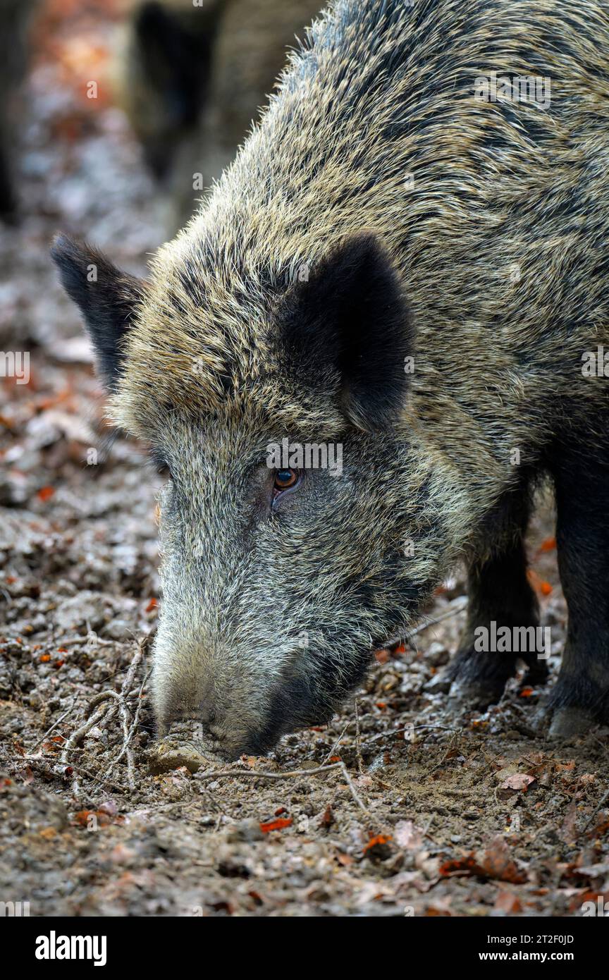 Primo piano del cinghiale (Sus scrofa), che si addentra nel bosco della foresta bavarese, Germania. Foto Stock