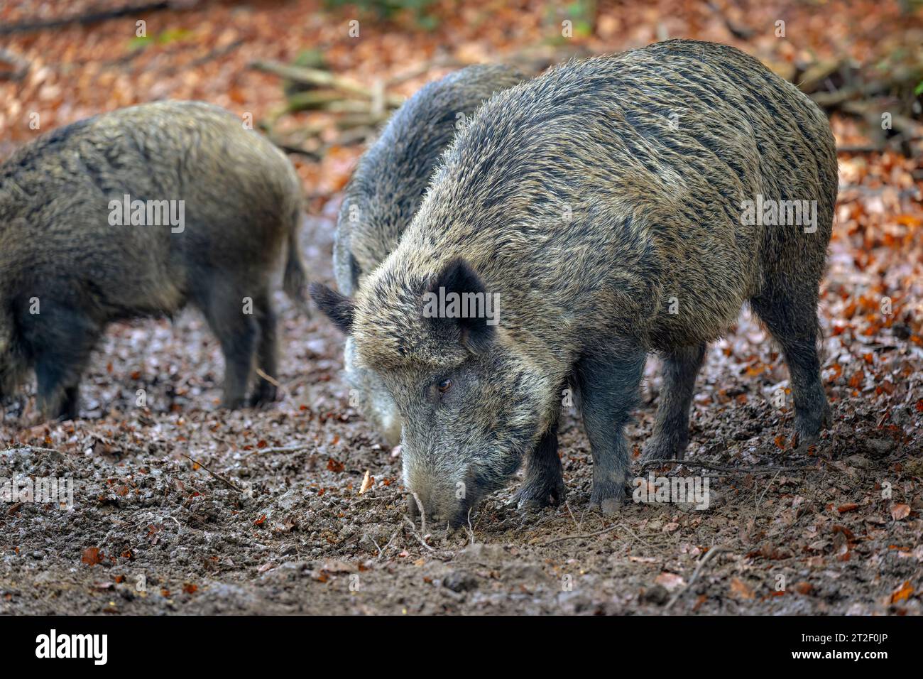 Cinghiale (Sus scrofa) che si nutrono di fango nella foresta bavarese, Germania. Foto Stock
