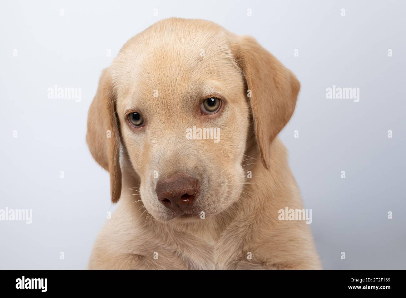 Ritratto carino del cucciolo di labrador isolato su sfondo bianco da studio vista ravvicinata Foto Stock