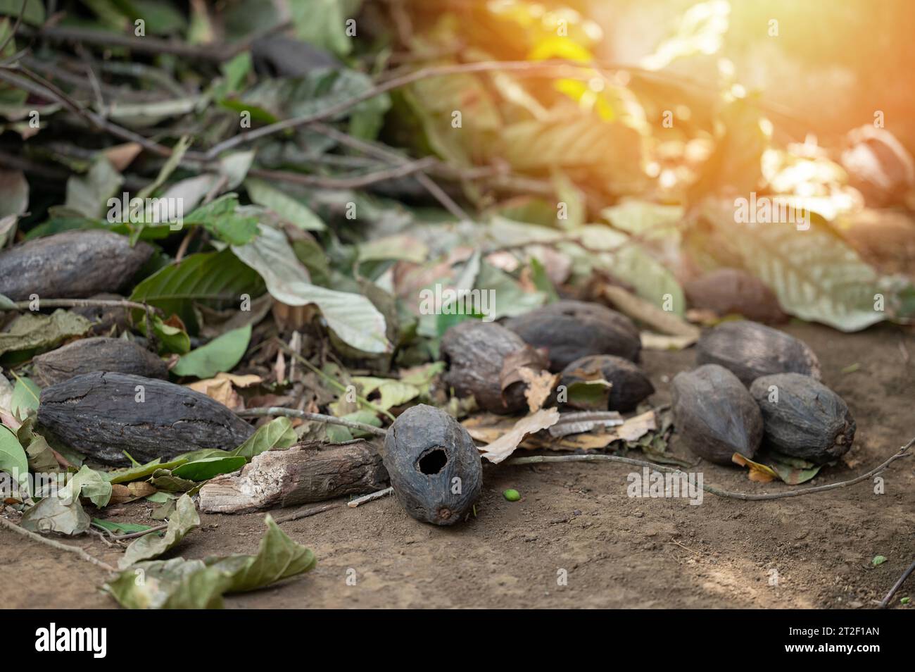 Malattia delle piante nelle piantagioni di cacao. Cialde Cocao danneggiate da fori Foto Stock