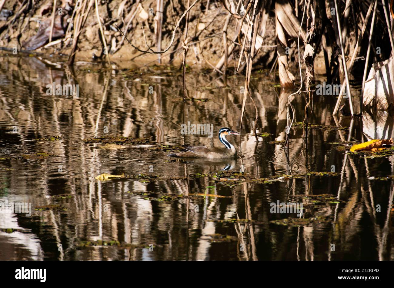 Una Sungrebe, Heliornis fulica, pagaiando in uno stagno di Trinidad e Tobago mimetizzato con un ambiente marrone Foto Stock