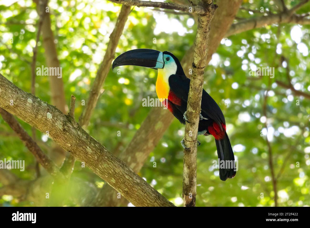 Esotico Tucan, Ramphastos vitellinus, arroccato su un ramo della foresta pluviale di Trinidad e Tobago Foto Stock