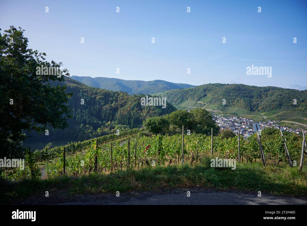 DAS Ahrtal 2 Jahre nach der Flutkatastrophe. Die Weinberge rund um Dernau mit dem Rotweinwanderweg. Blick durch Weinreben hindurch auf Dernau. Foto Stock