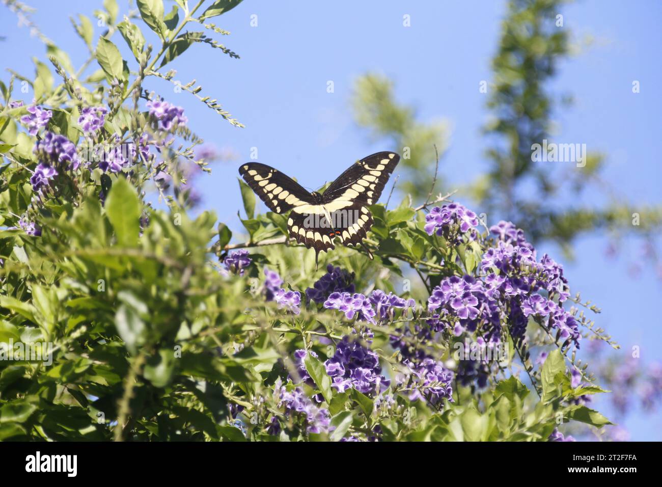 Farfalla nera e gialla nel mio giardino Foto Stock