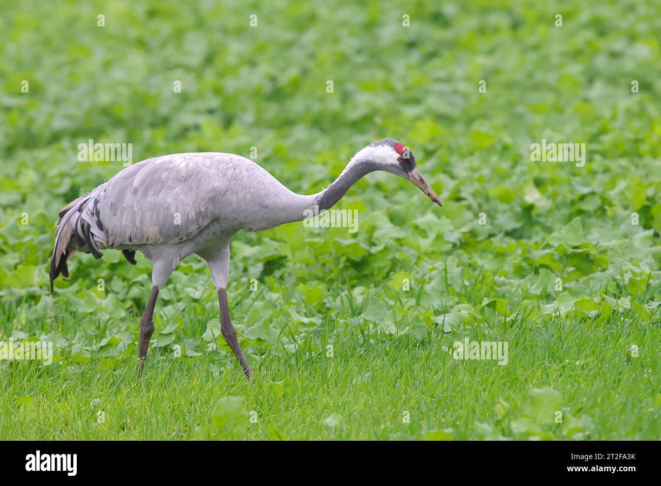 Gru, gru comune (Grus grus) che si nutrono in un campo di barbabietole da zucchero in autunno, Rehdener Geestmoor, Parco naturale Duemmer, bassa Sassonia, Germania Foto Stock