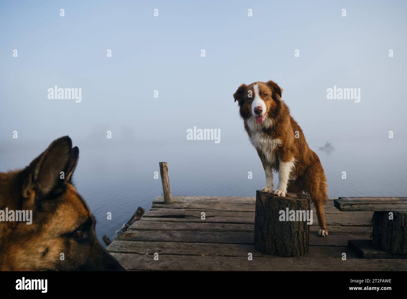 Un bellissimo cane di razza pura si trova su un molo di legno in una nebbiosa mattinata autunnale sopra un lago o un fiume. Un pastore australiano posa con le zampe anteriori su una Foto Stock
