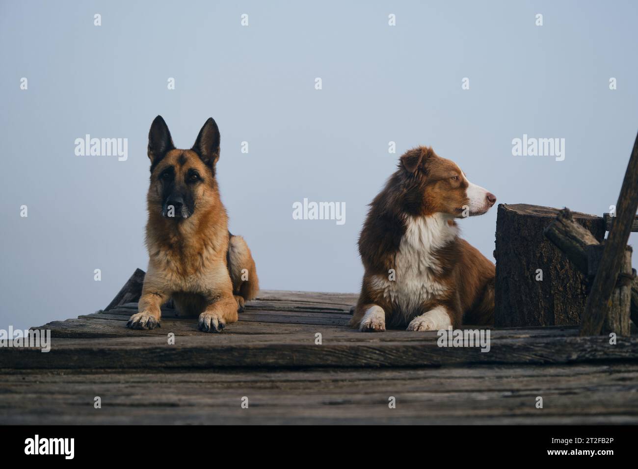 Due splendidi cani di razza pura si trovano su un molo di legno in una nebbia mattinata autunnale sopra un lago o un fiume. Viaggiatori pastore tedesco e australiano. Un viaggio e.. Foto Stock