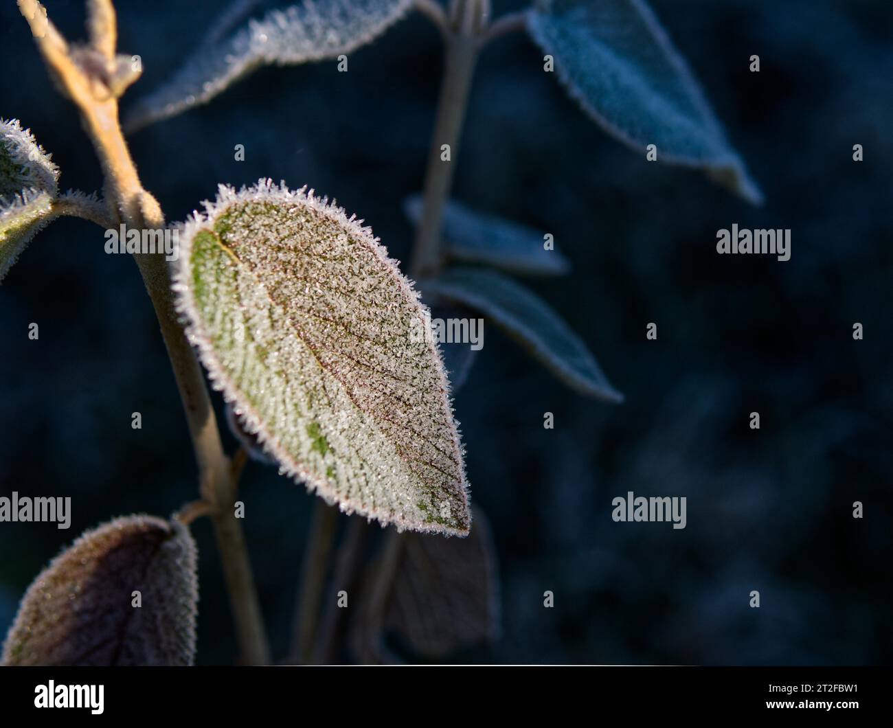 Foglia ghiacciata della palla di neve legnosa Viburnum lantana9 Foto Stock